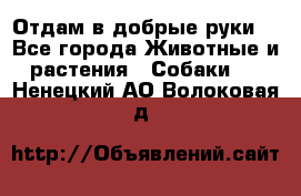 Отдам в добрые руки  - Все города Животные и растения » Собаки   . Ненецкий АО,Волоковая д.